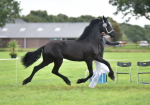 Alise Birthe fan Friesburg (Hessel x Tjalbert) 2017 II