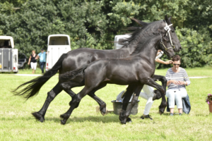 Alise Birthe fan Friesburg (Hessel x Tjalbert) (Oldeholtpade)_20160820_DSC_4812